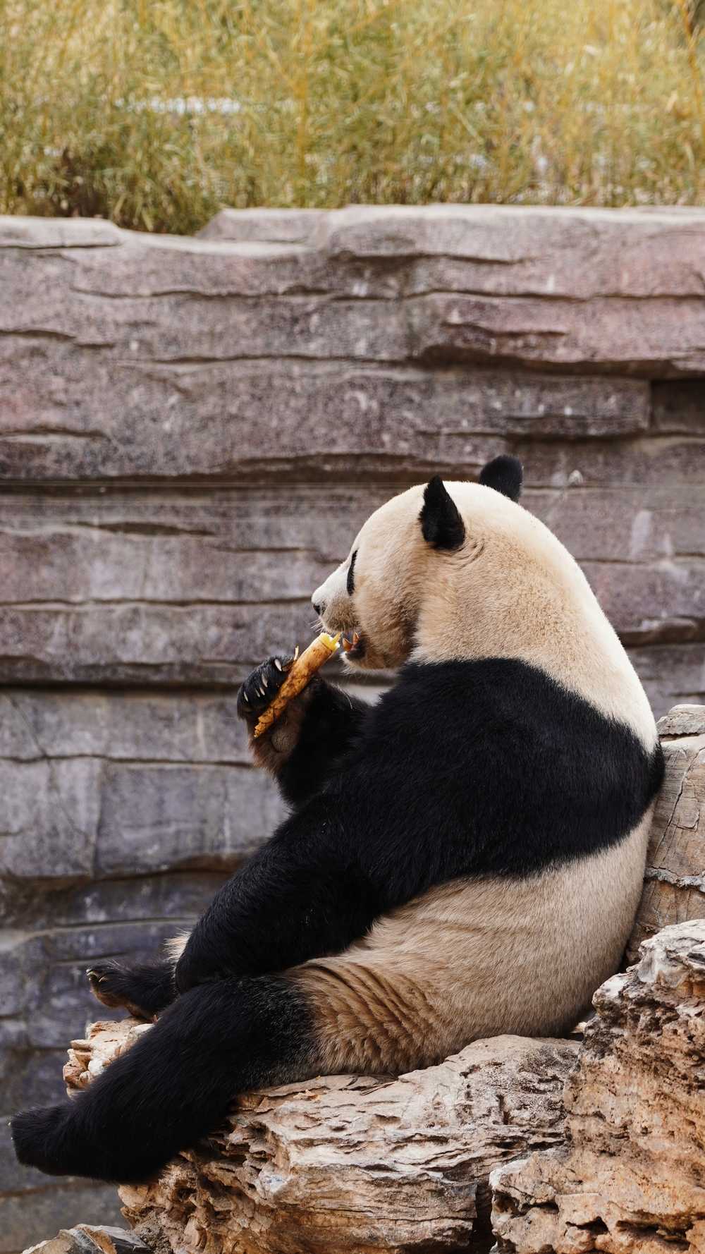 熊猫坐吃竹笋