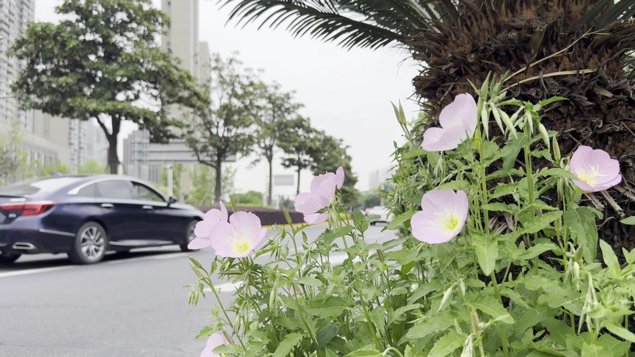 路边街拍春天小景 1