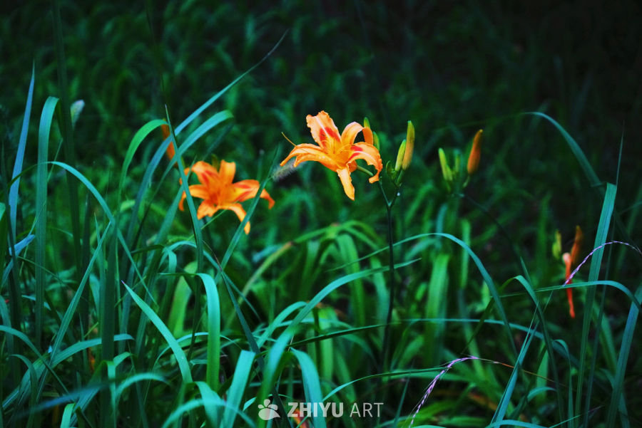 橙花绿草的静谧时光