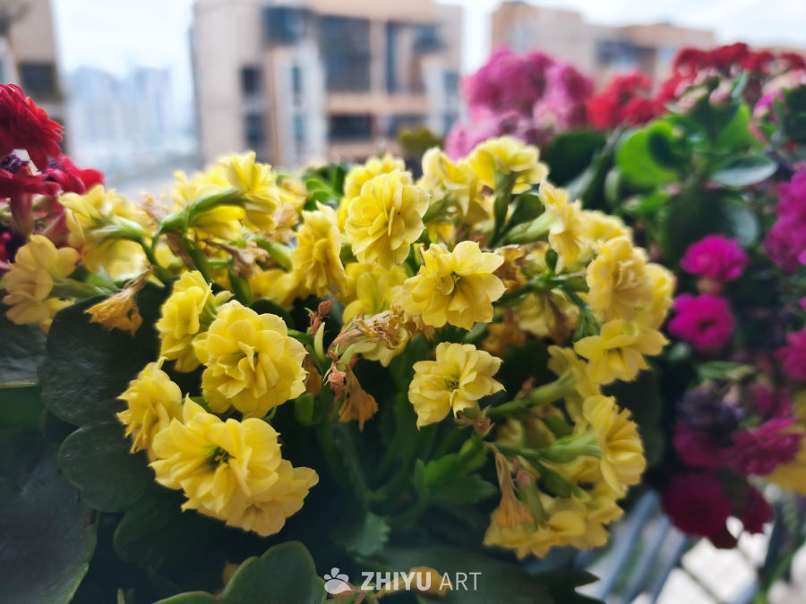 小型花盆栽阳台花卉 1