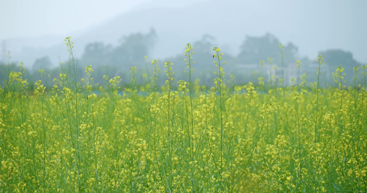 油菜花 春天蜜蜂采蜜油菜花田唯美油菜花籽