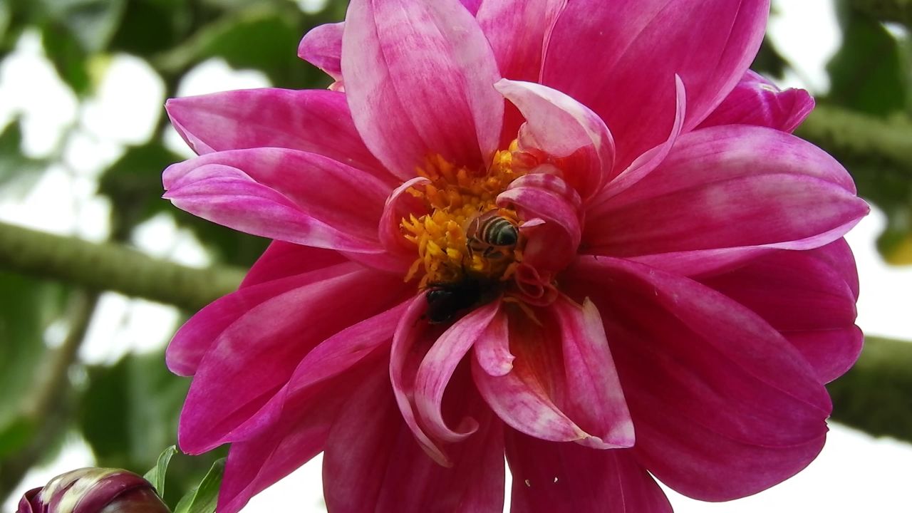 花园昆虫蜜蜂亚美尼亚