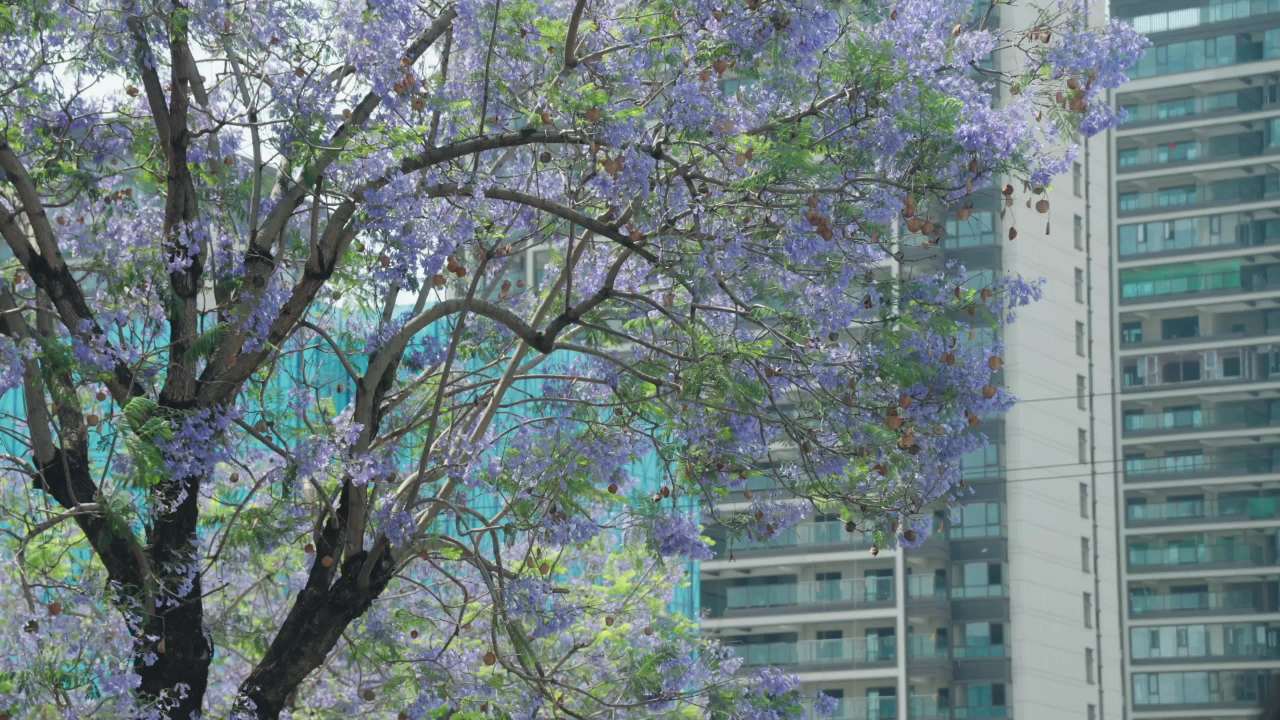 紫花树下的都市