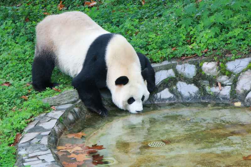 动物园熊猫 16