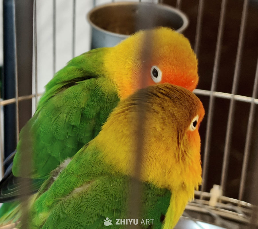 两只牡丹鹦鹉