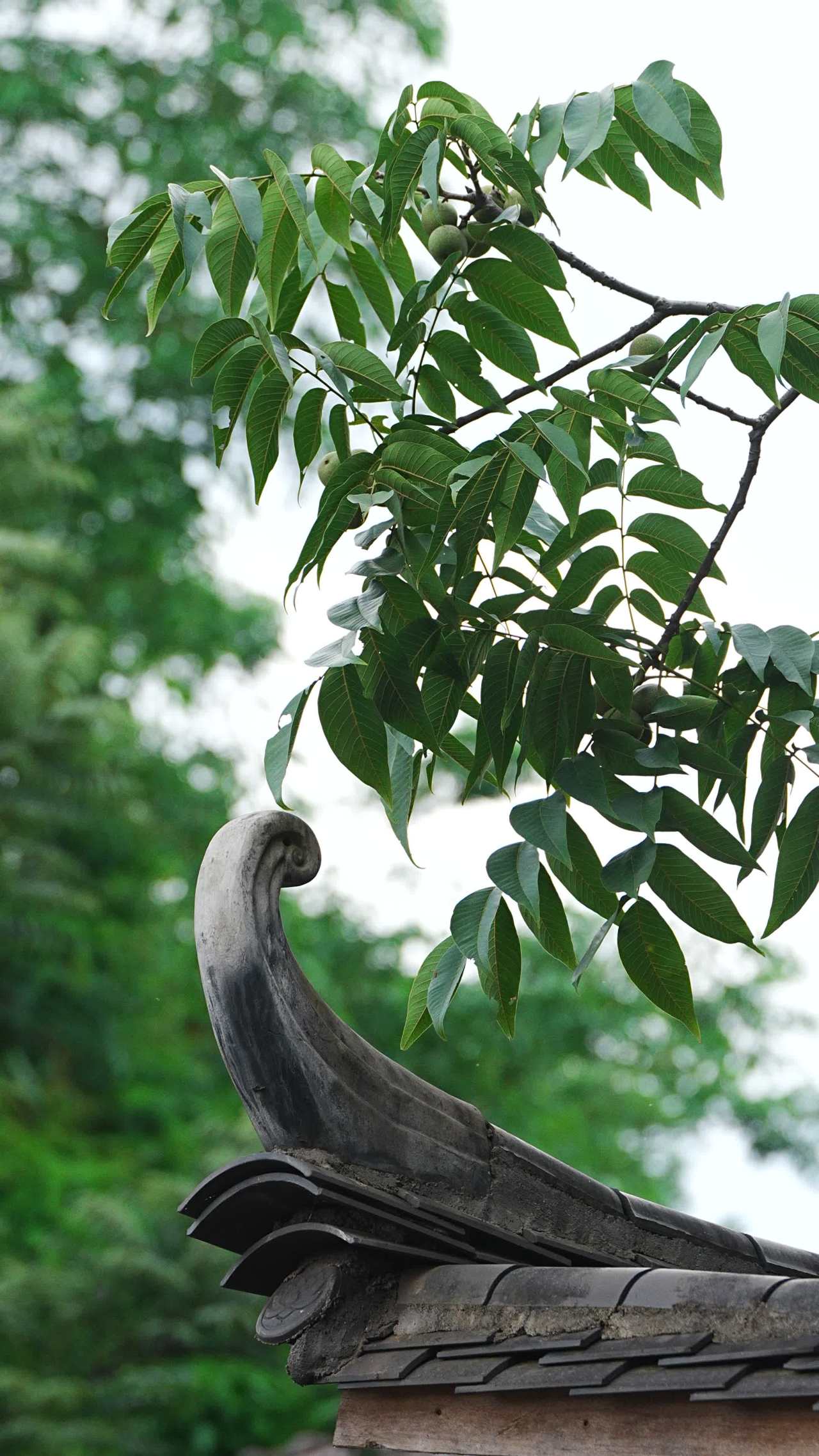 古韵核桃树