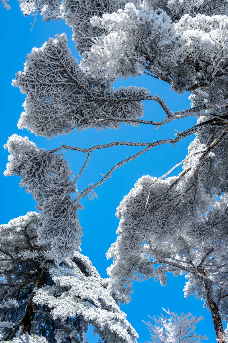 黄山雪景