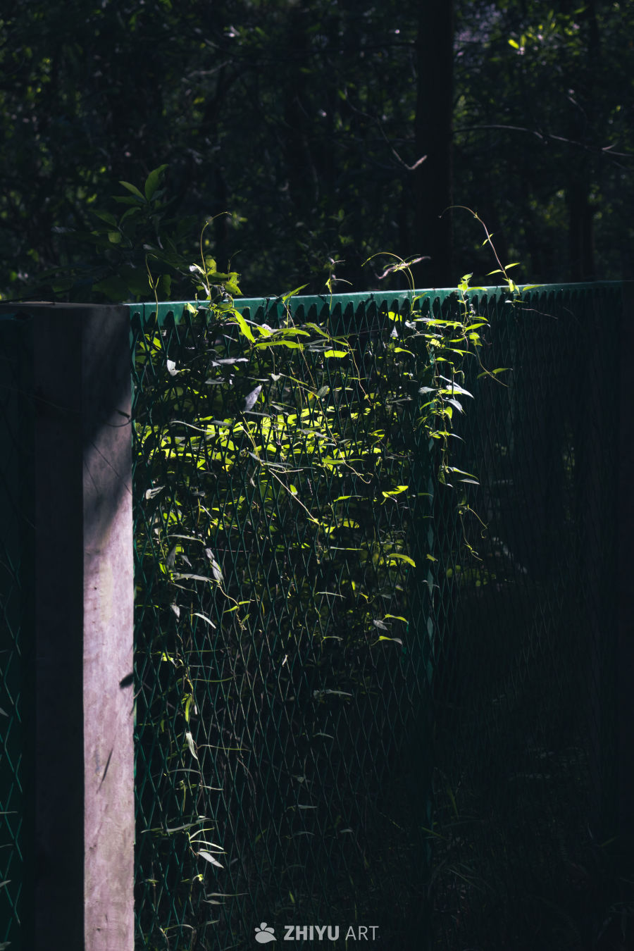 光影中的绿篱笆