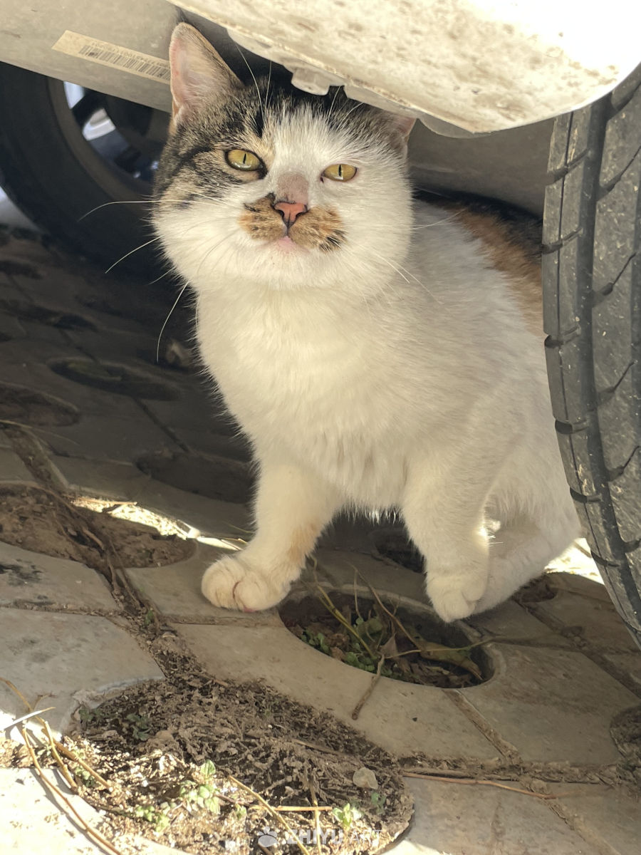 雪天的流浪猫 7