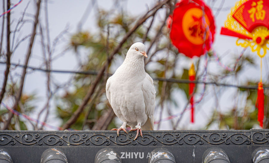 鸽子 15