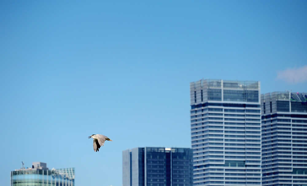 上海城市高楼背景的蓝天中飞翔的苍鹭