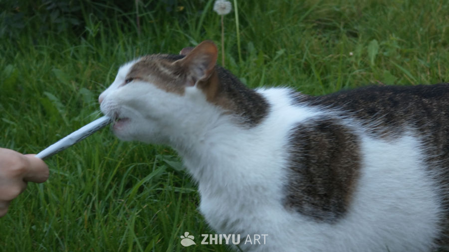 草丛里的猫咪