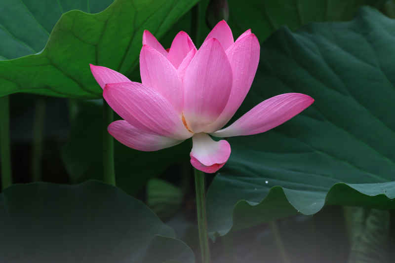 荷花 24