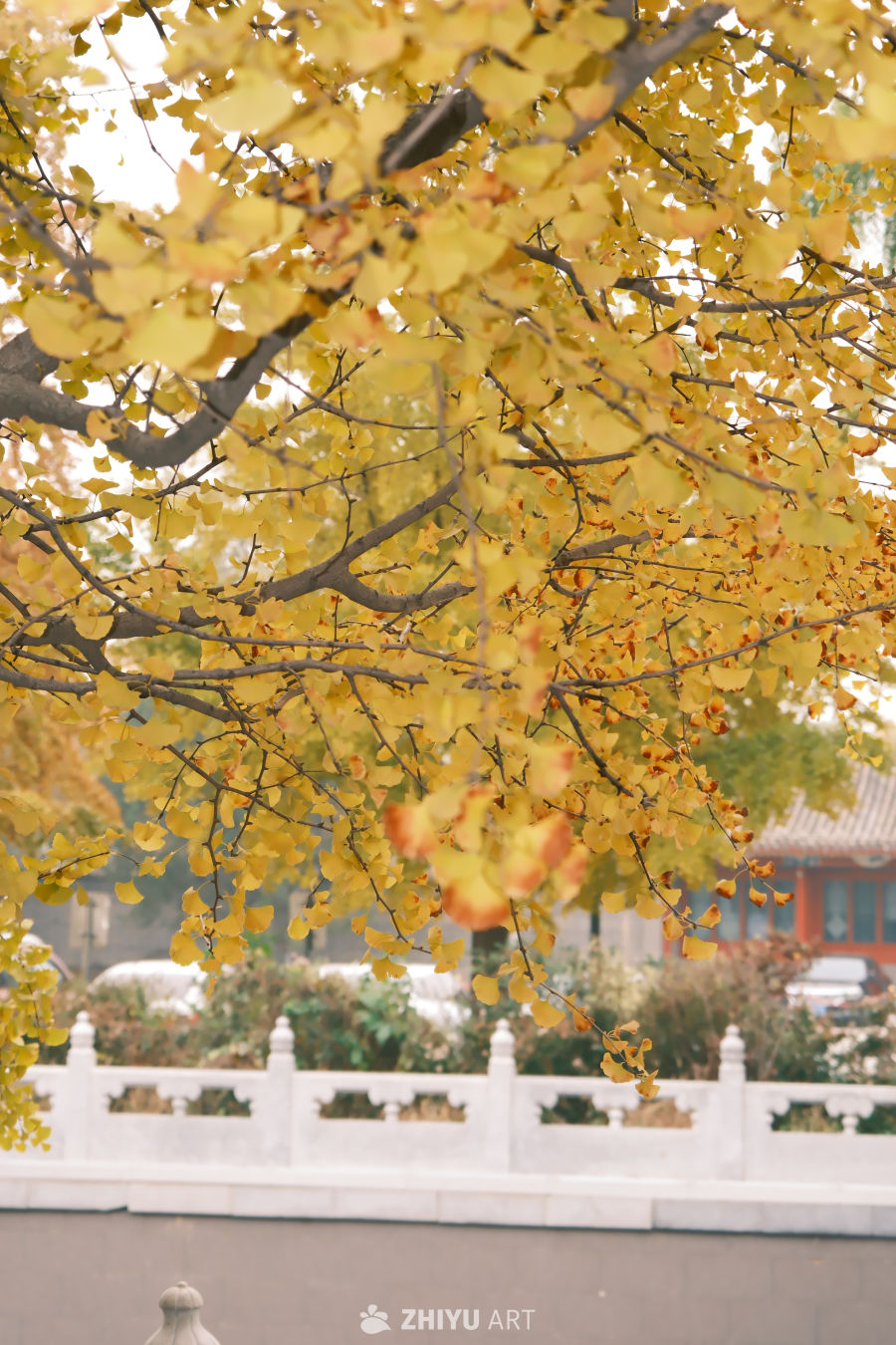 银杏 27