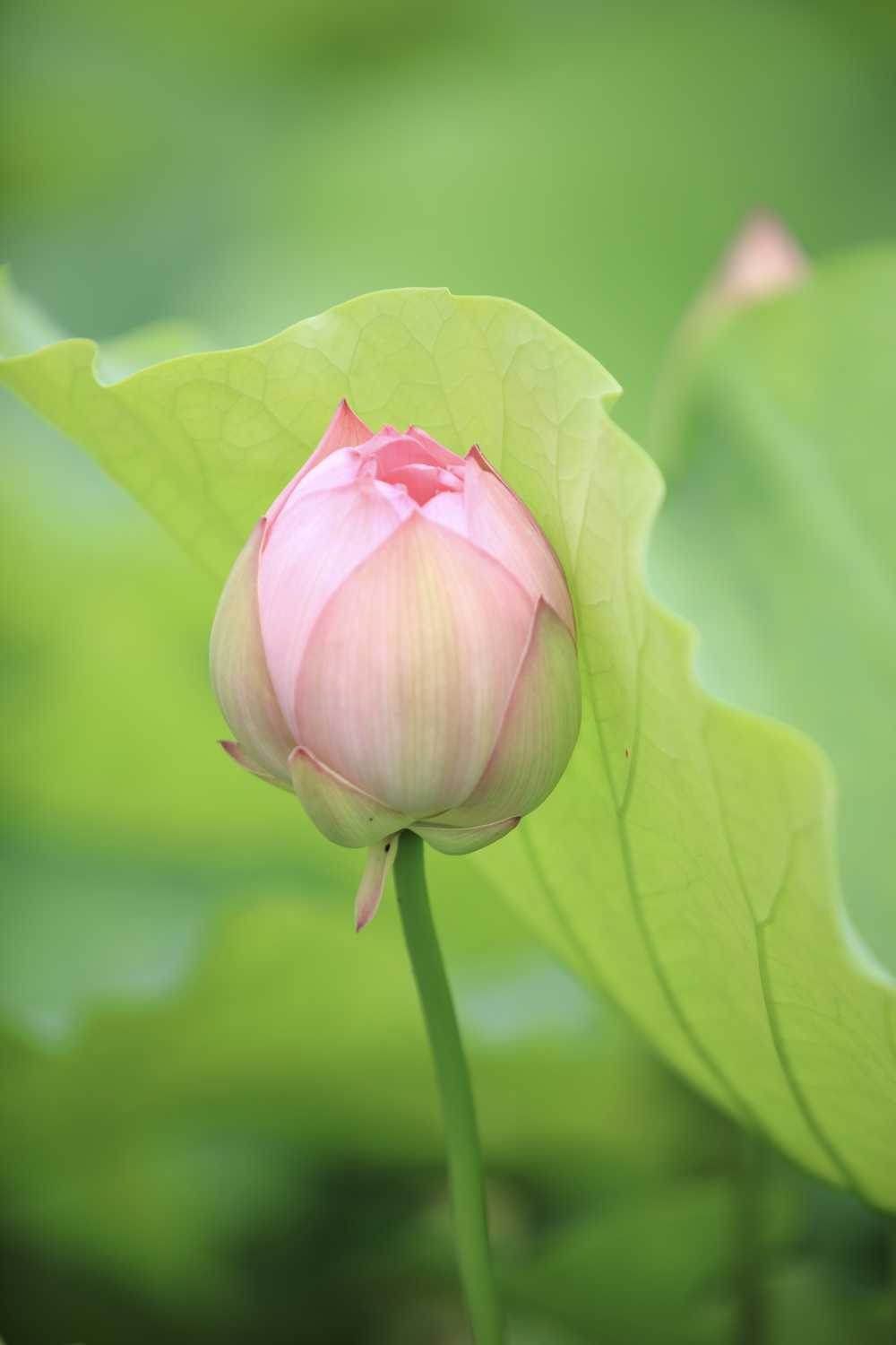 荷花荷叶池塘
