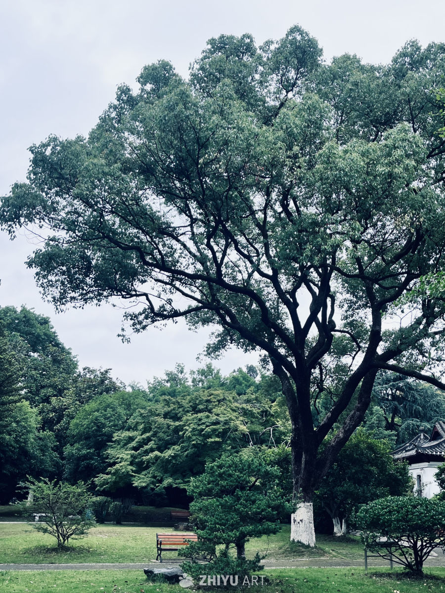 公园中的大树与绿意