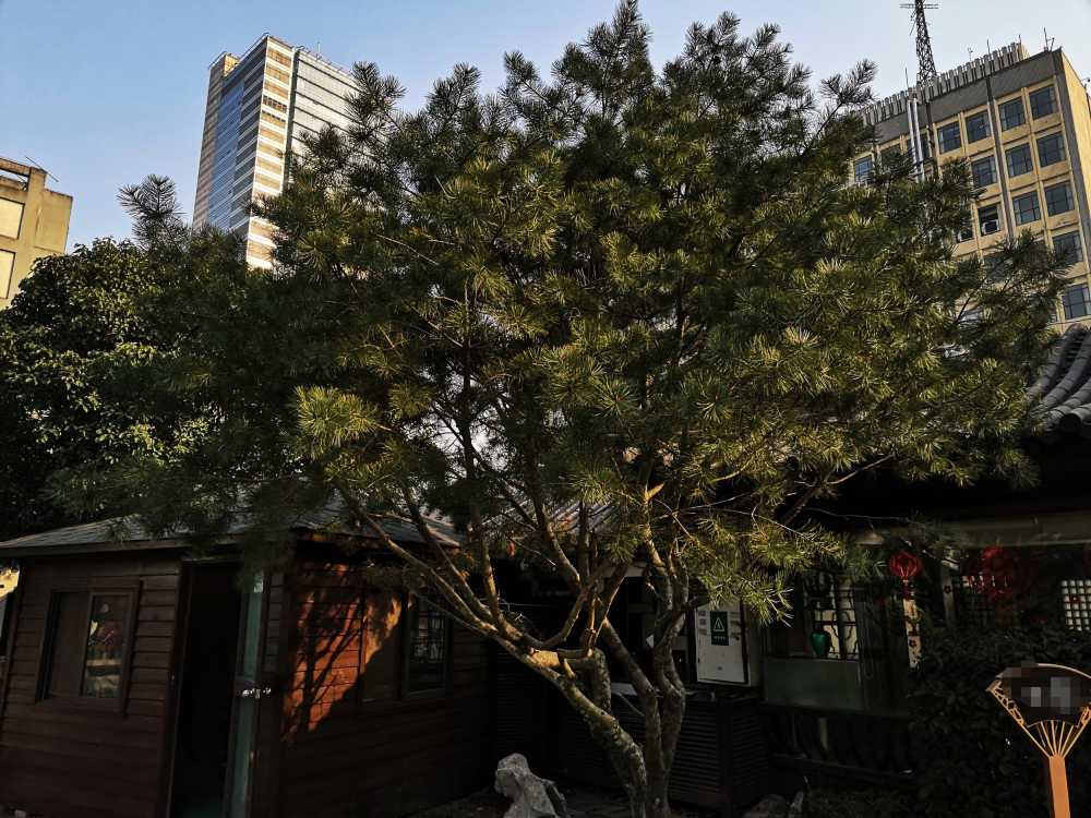 白皮松