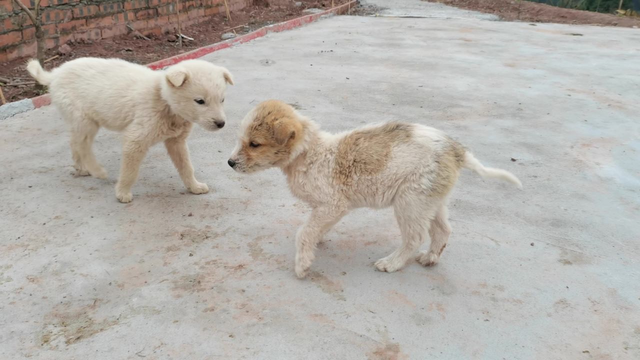 小狗