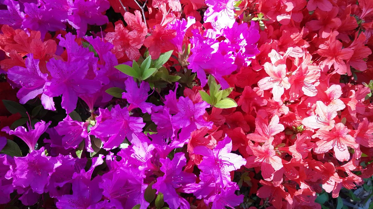杜鹃花粉红色的花