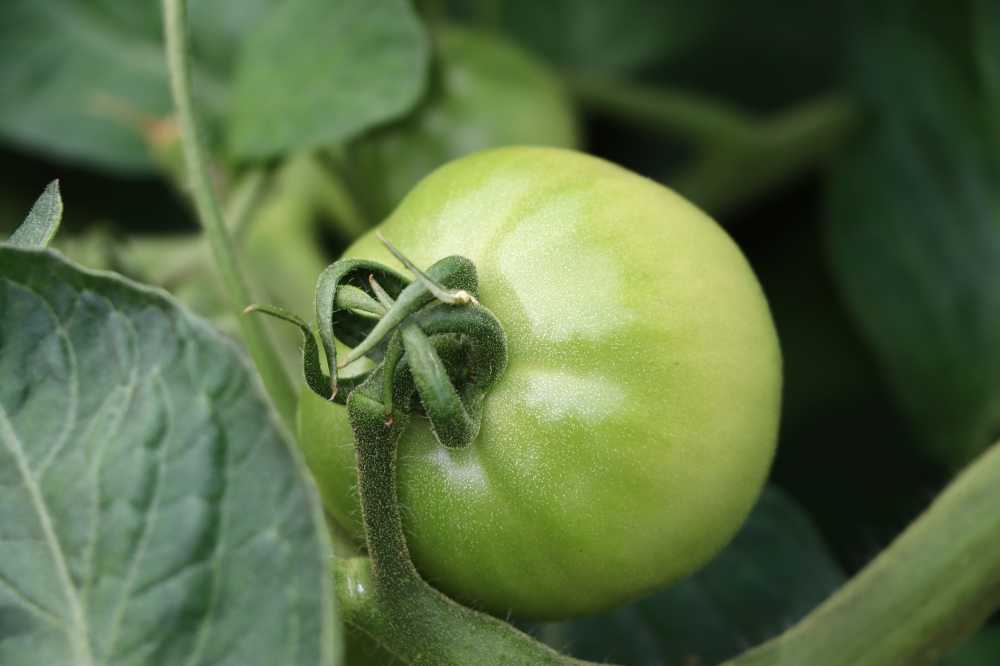 挂在枝头茁壮成长的番茄