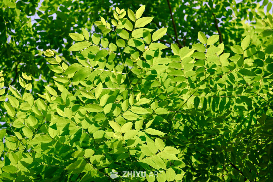 生命的气息 1