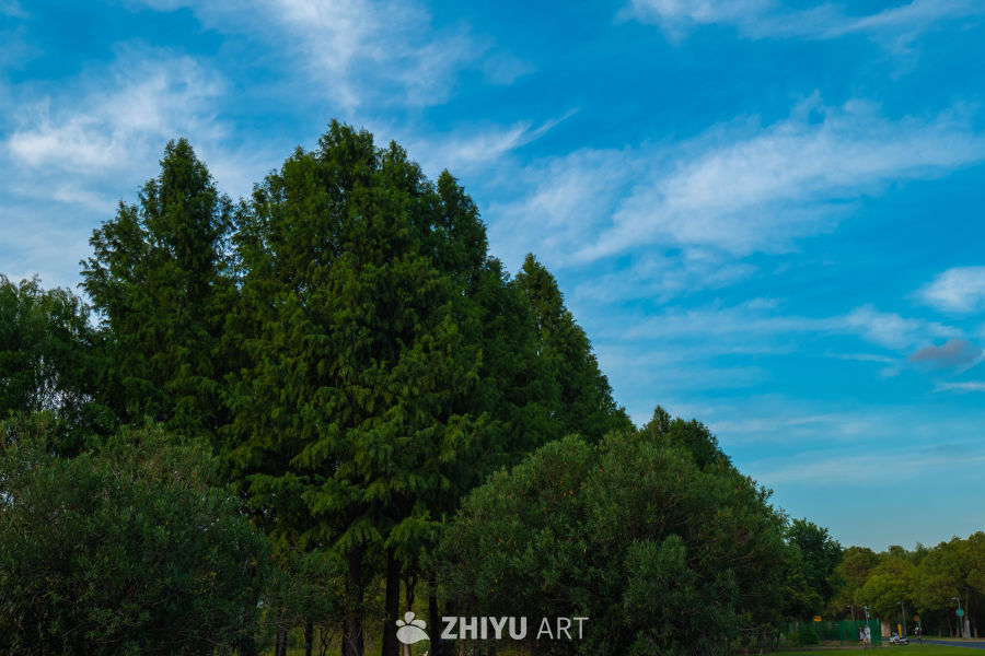 蓝天白云下的绿树公园