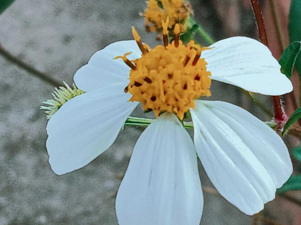 花