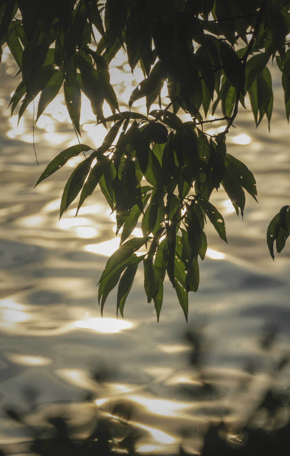 夕阳树叶