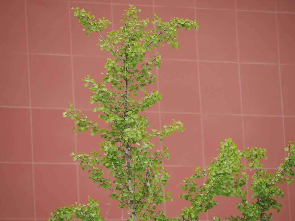 植物园采风