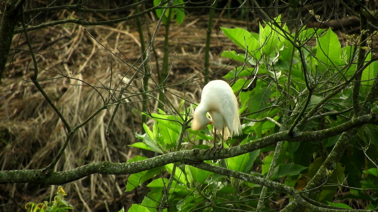 动物大白鹭哥伦比亚
