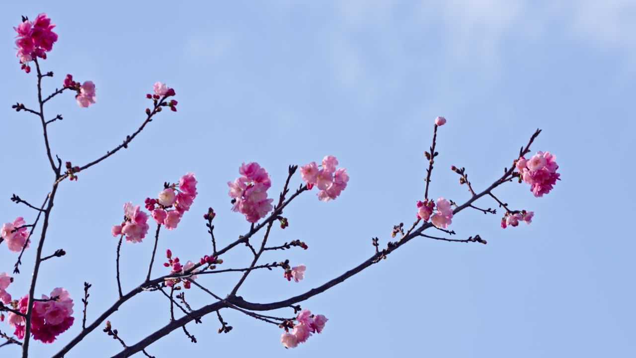 春天的樱花实拍视频