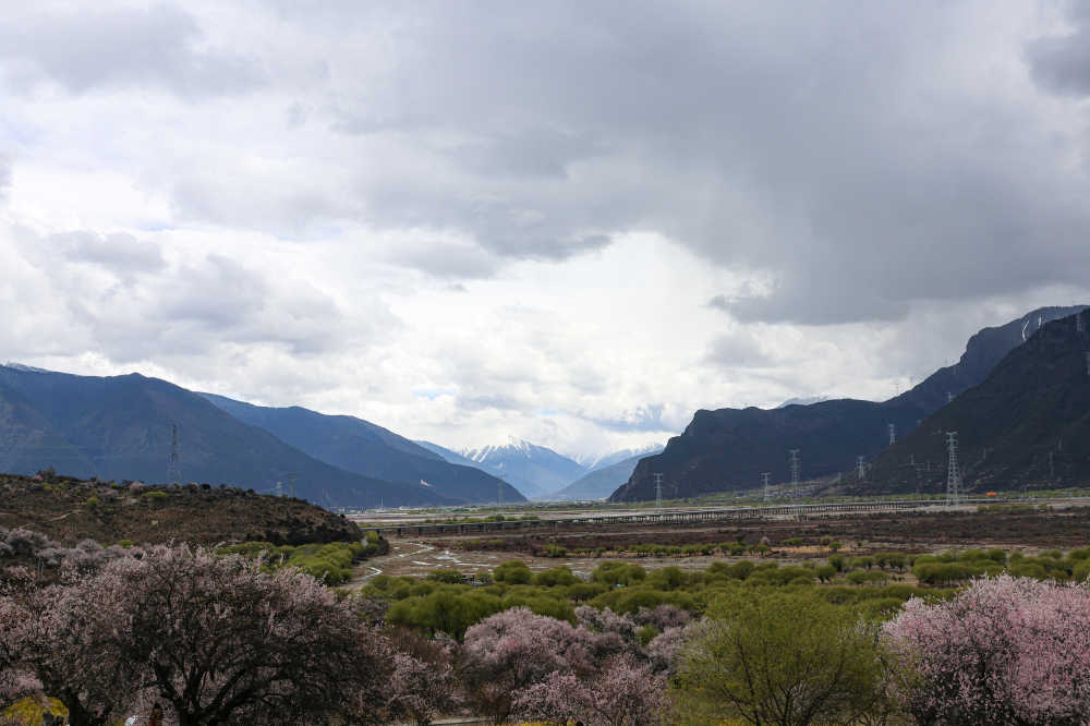 漫山遍野的桃花
