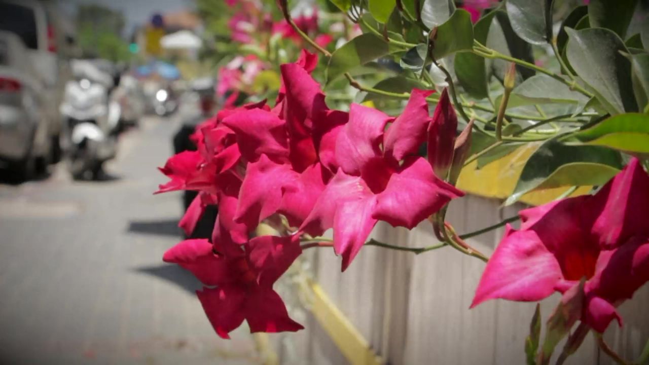 鲜花城市街路侧