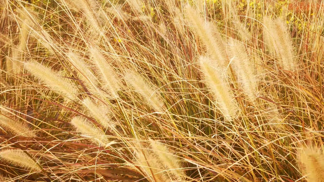 秋天 枯萎植物 野草 芦苇 实拍