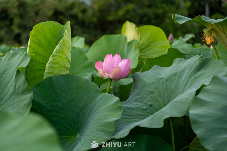 荷花 15