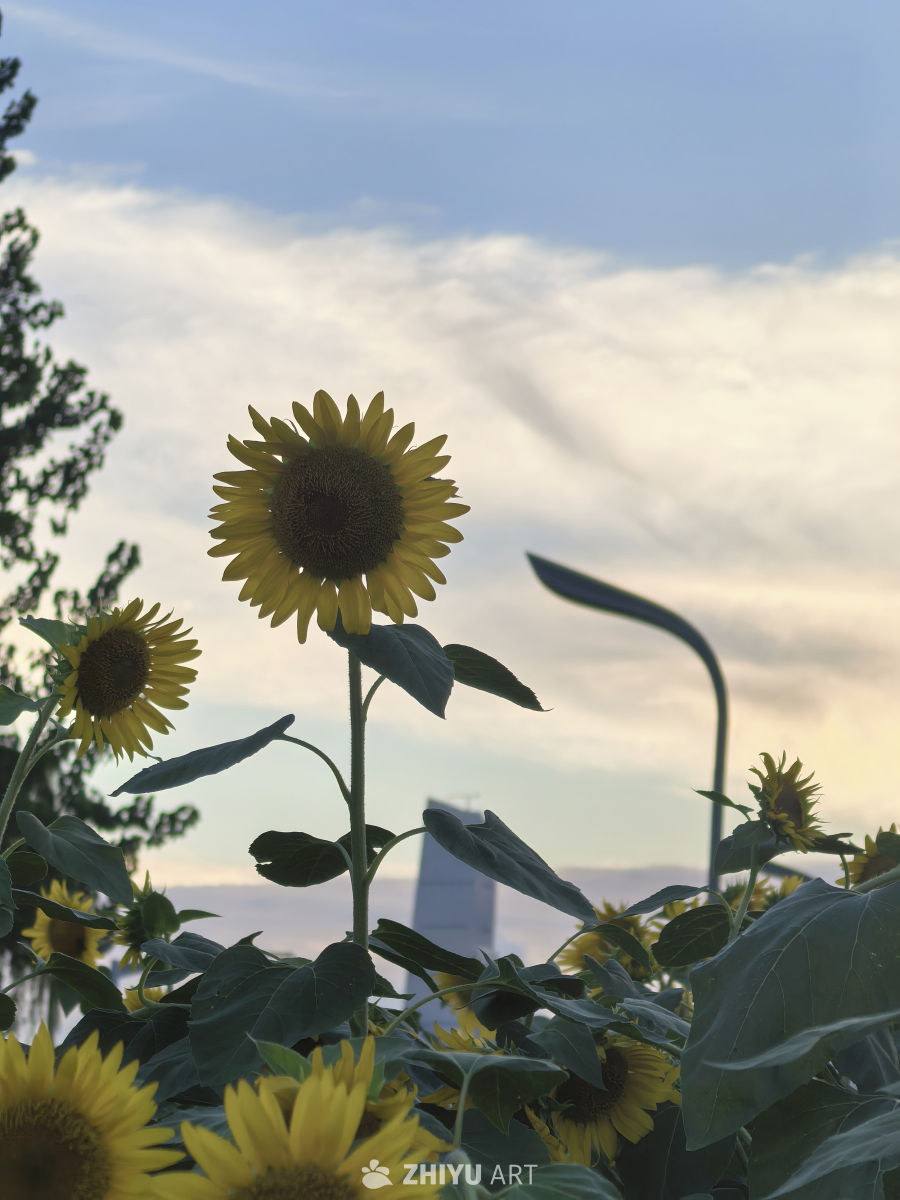 愿我们像向日葵一样，永远阳光明亮✨