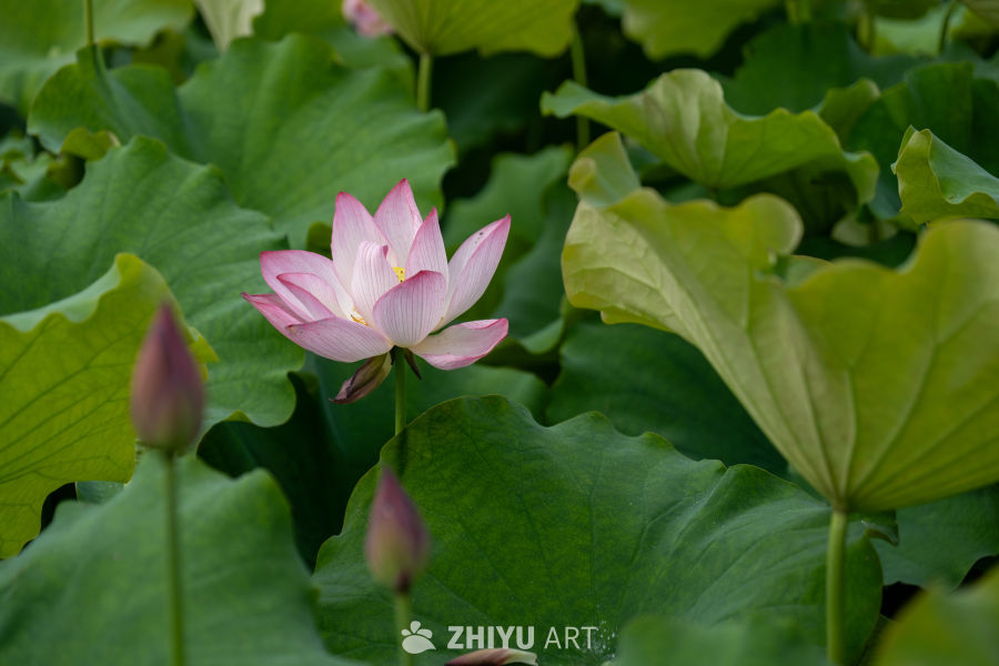 荷花 129
