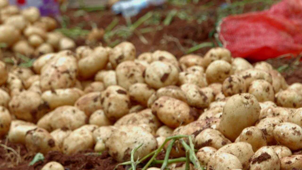 丰收的土豆堆