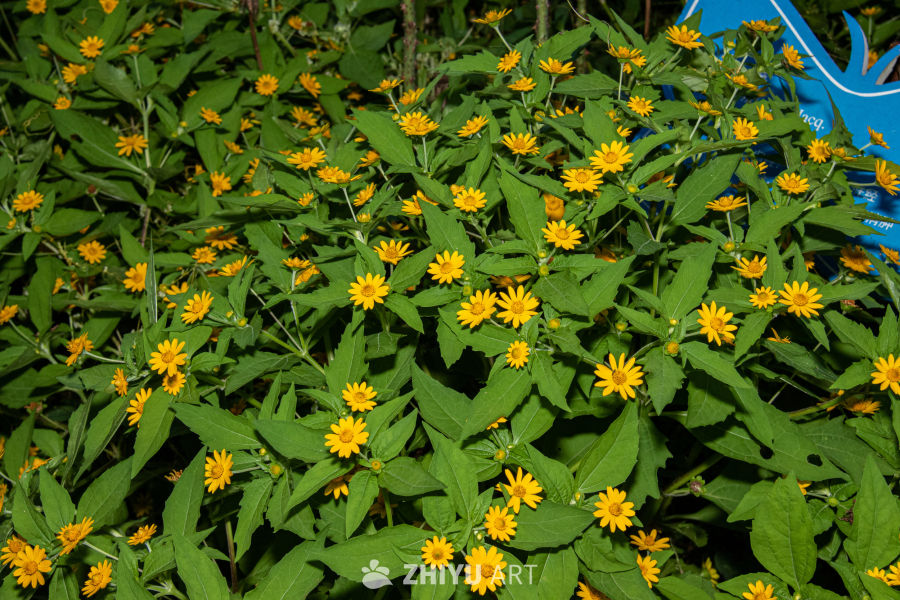 中药材与药材花 22
