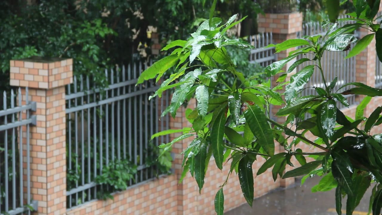 大雨芒果树2