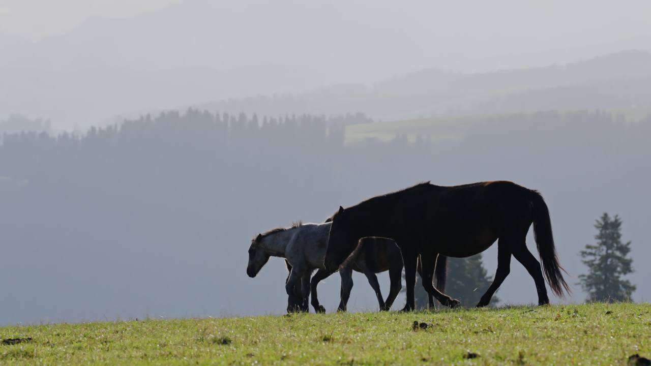 新疆伊犁喀拉峻草原上的骏马