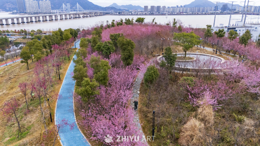 樱花盛开的城市公园