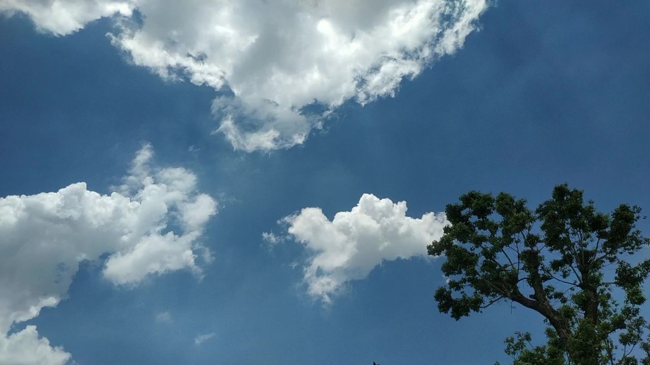 蓝天白云下的樟树