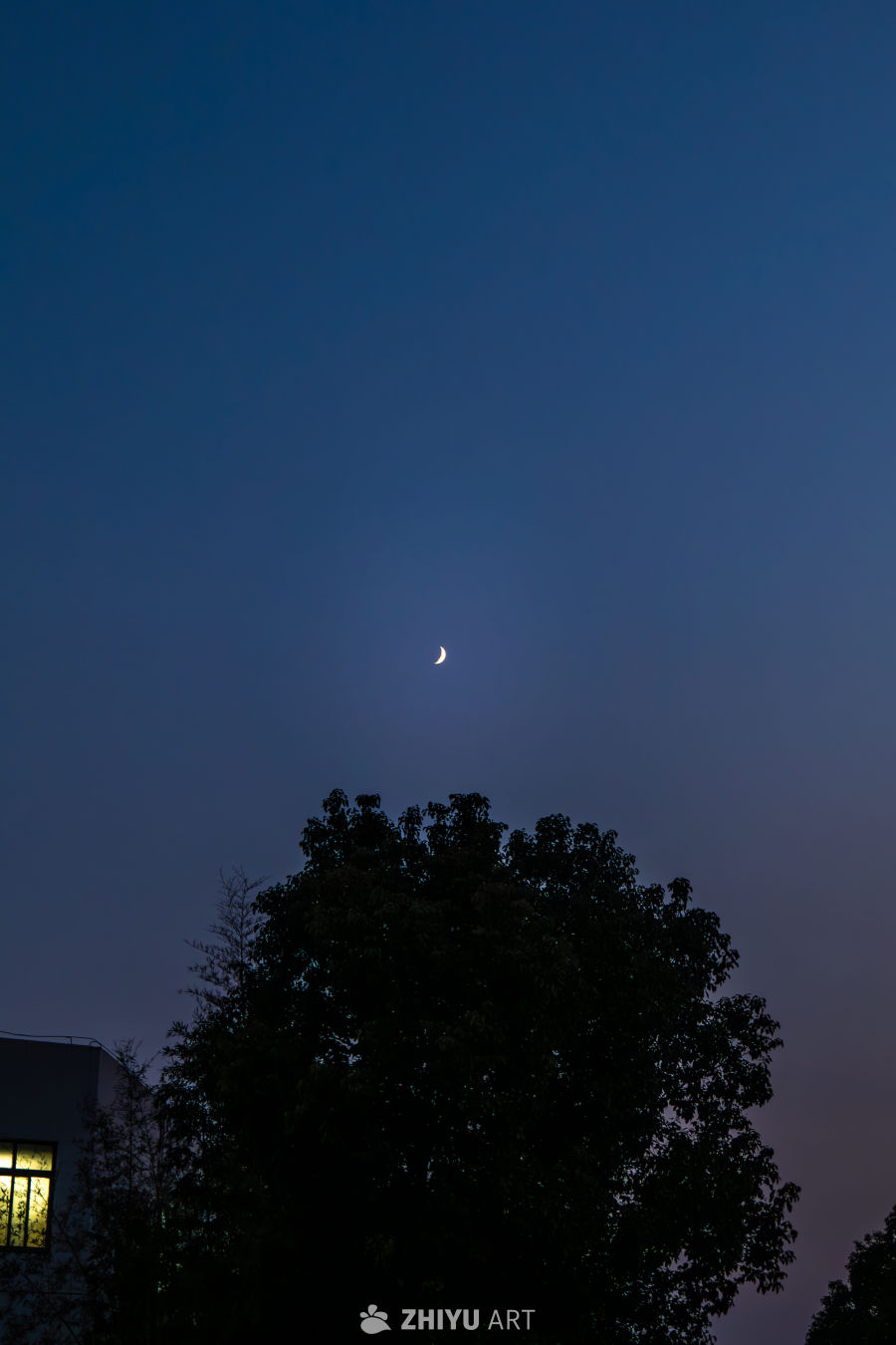 新月映夜树