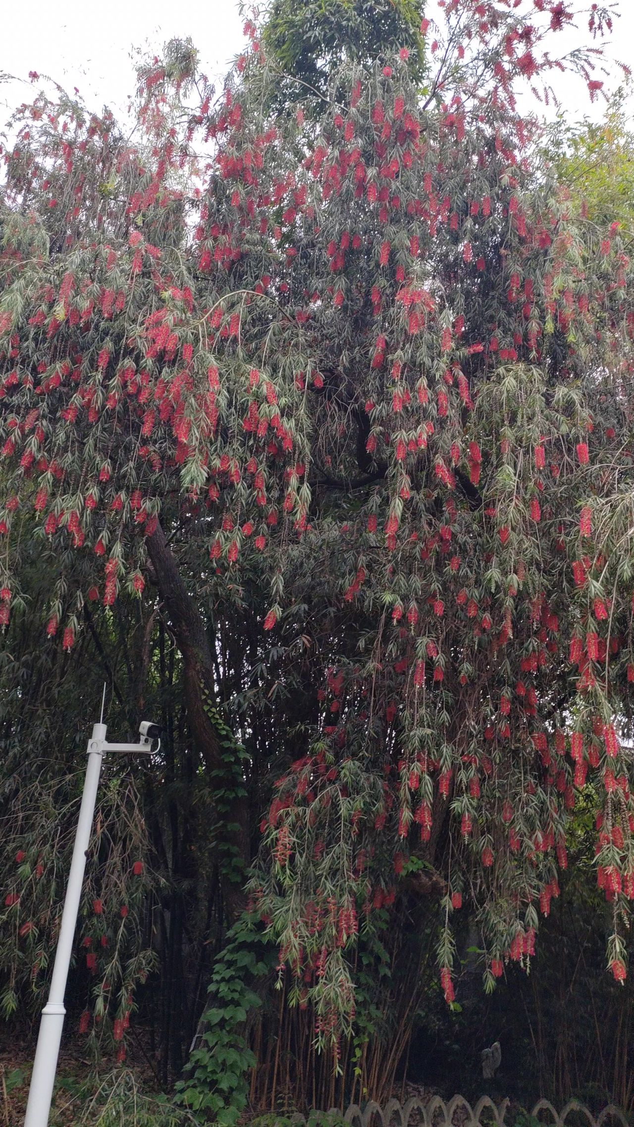 红花