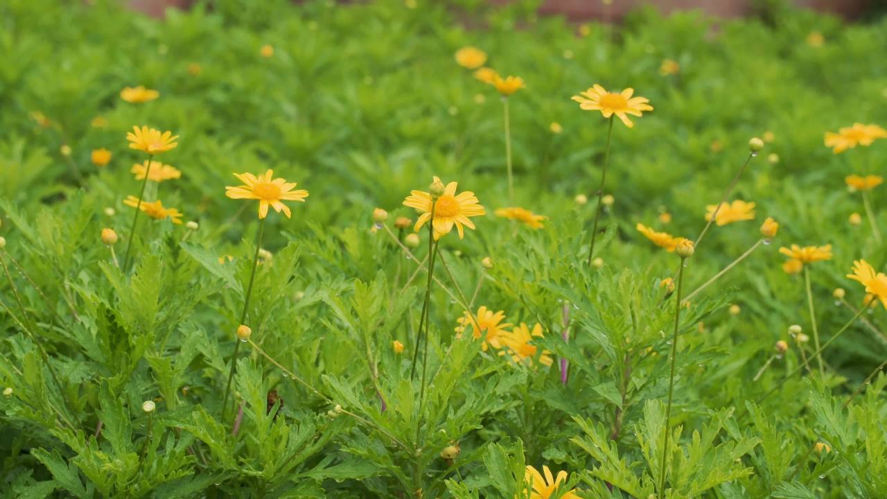 黄花绿叶的宁静时光