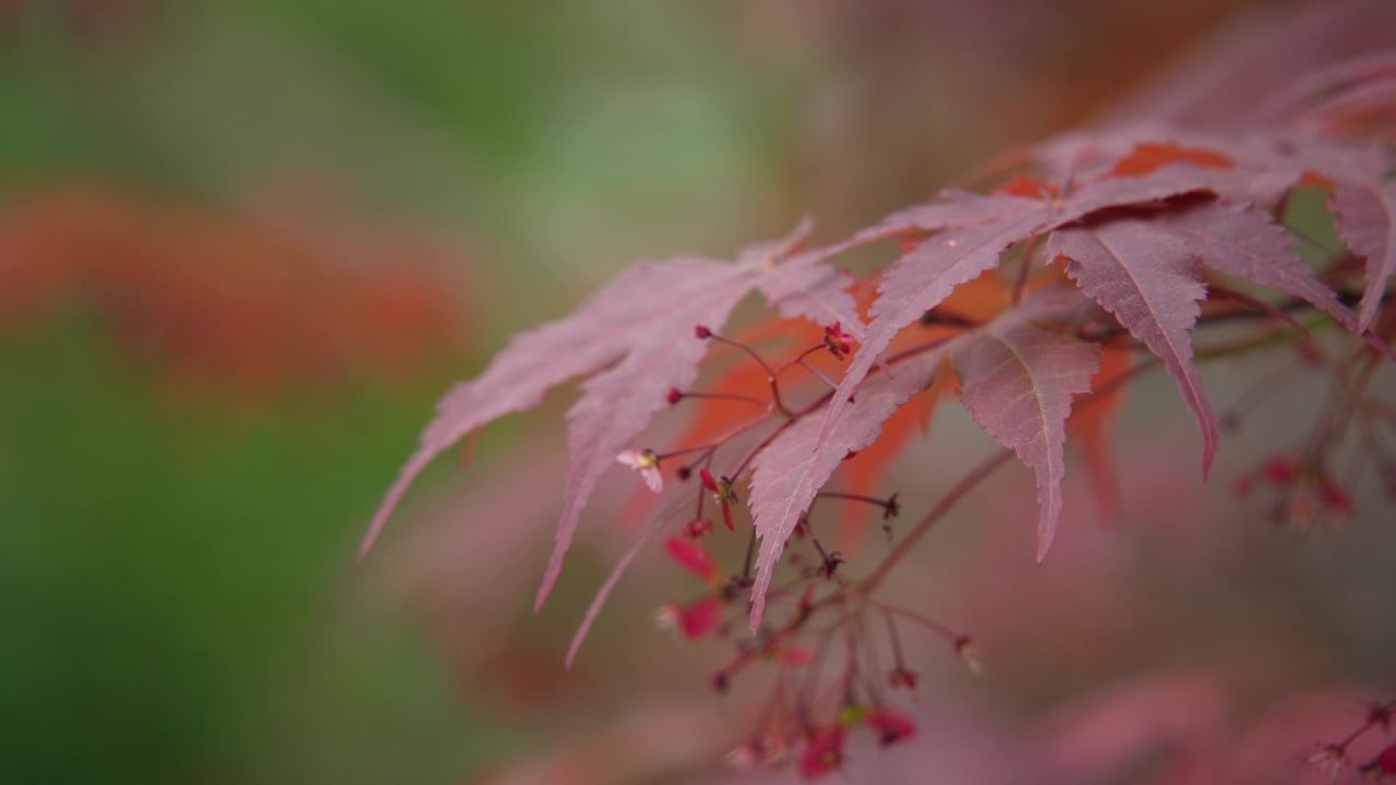 园林里的花花草草 19