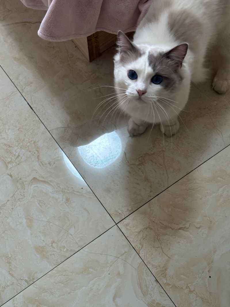 可爱的猫猫，谁能抗拒呢 24