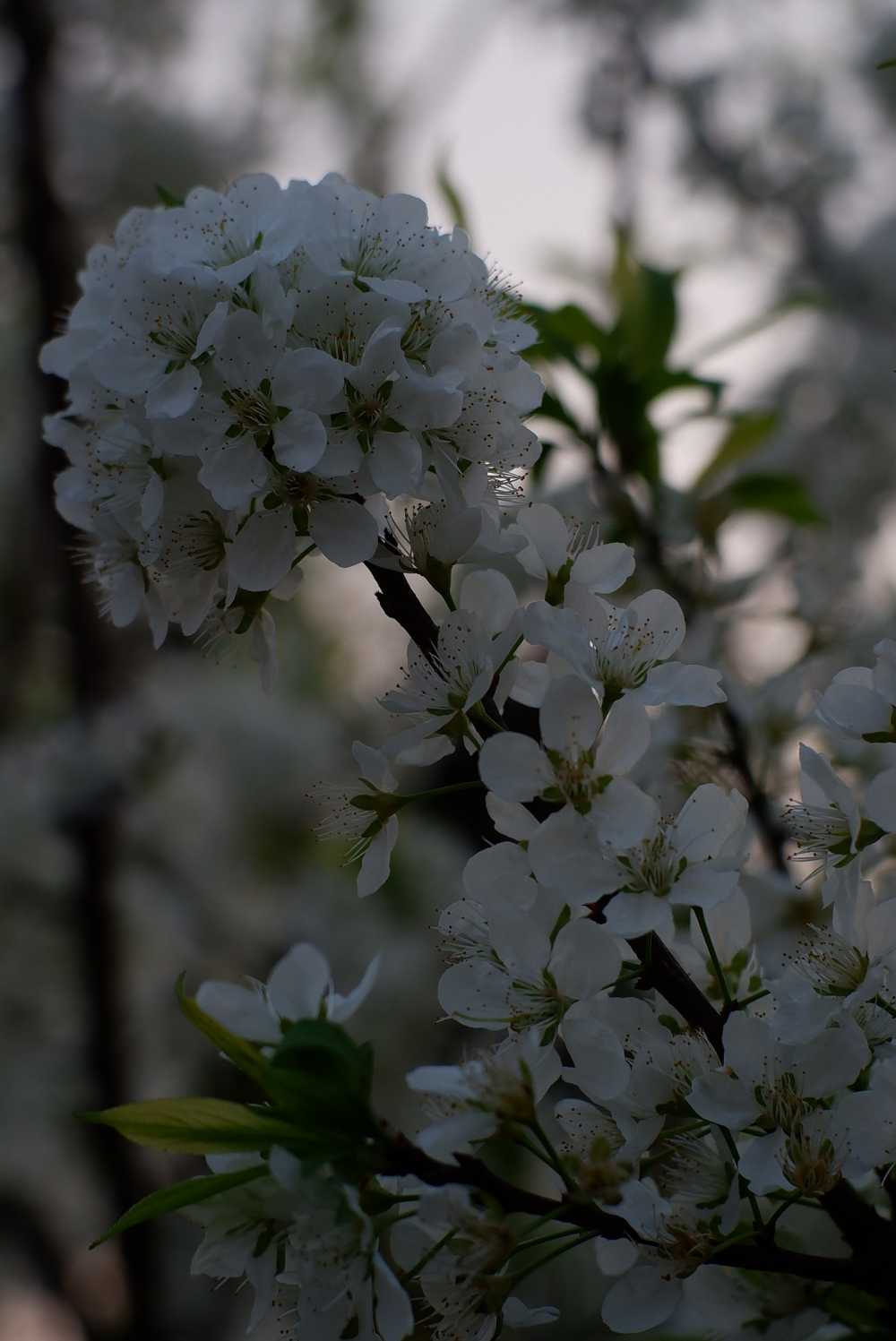 梨花