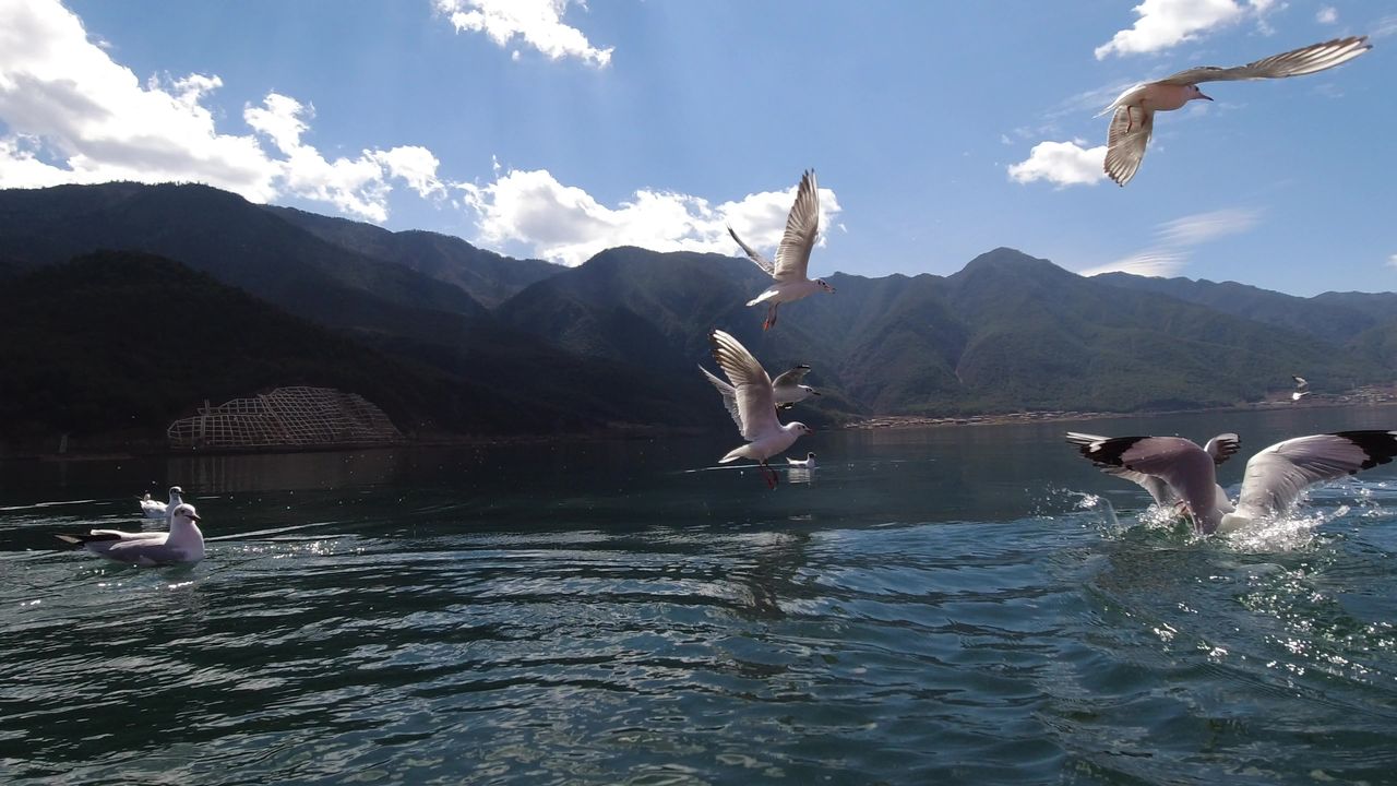 泸沽湖中西伯利亚过冬的海鸥